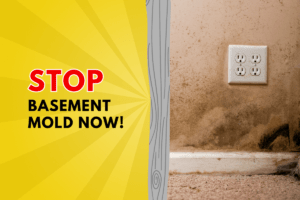 Read more about the article Banish Basement Mold: Health Risks and Essential Prevention Tips